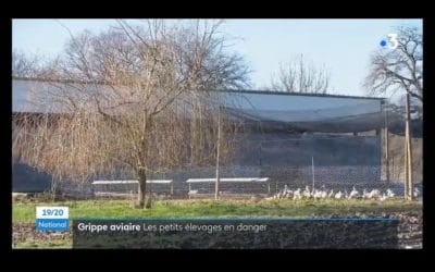 Reportage grippe aviaire France 3 du 16 janvier 2022